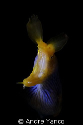 This blue ribbon eel was sticking out of hole which made ... by Andre Yanco 